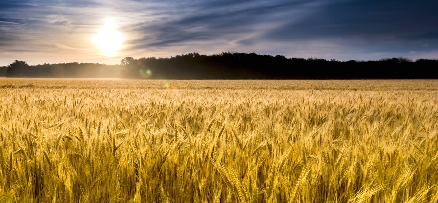 Coucher de soleil sur un champ de blé - Kansas - Etats-Unis