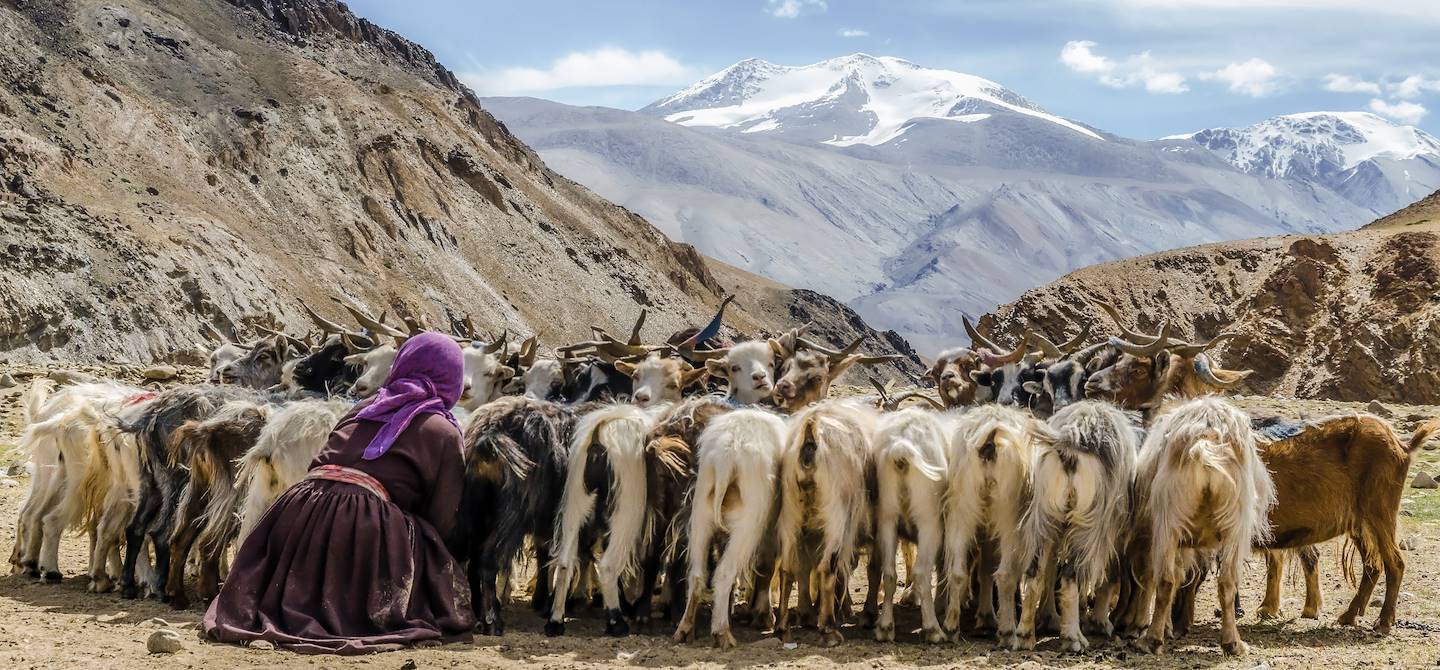 Elevage de chèvre au bord du lac Tsomoriri - Plateau du Changtang - Ladakh - Inde