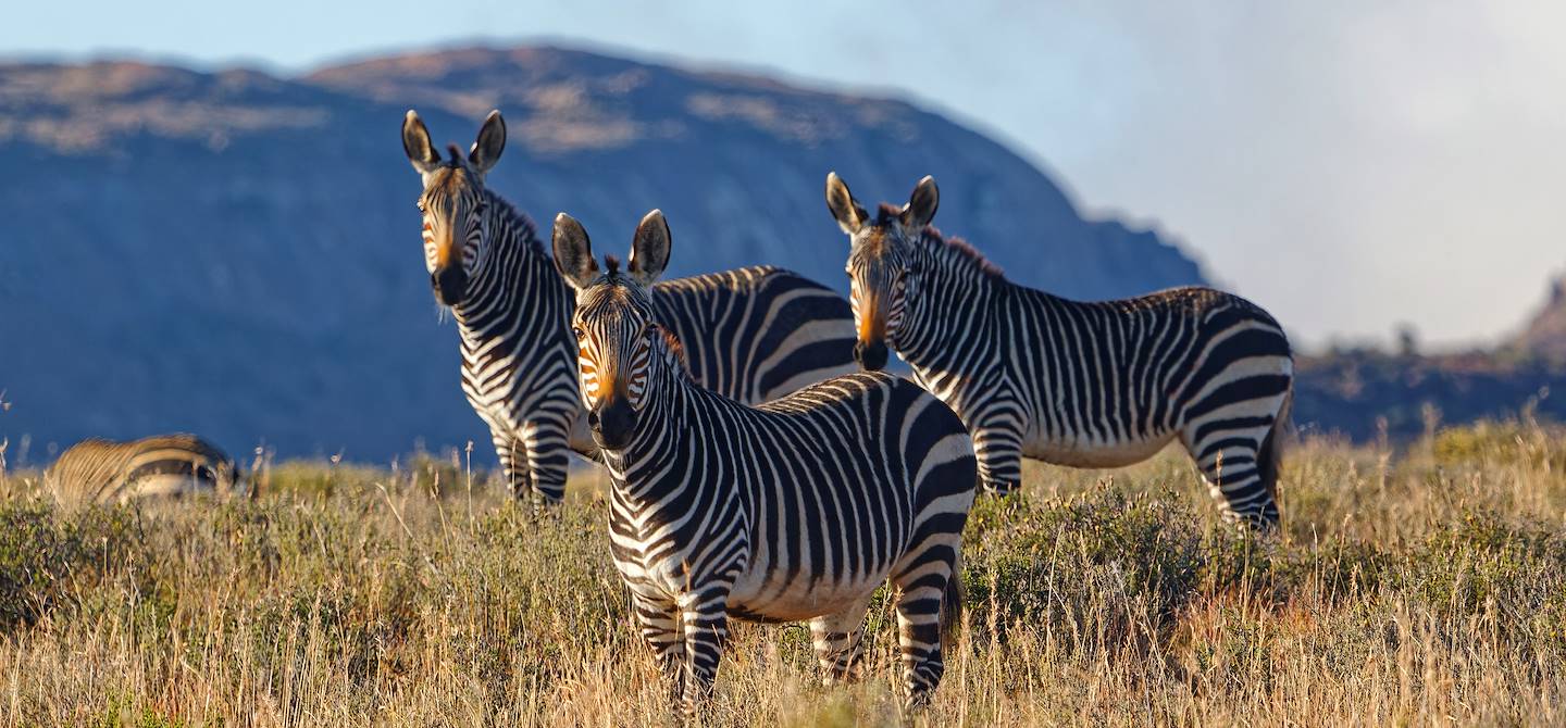 Mountain Zebra National Park - Cradock - Province du Cap Oriental - Afrique du Sud