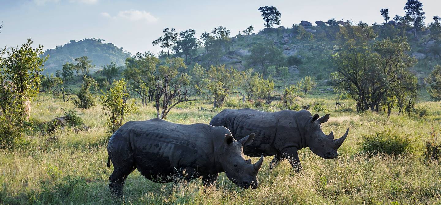 Rhinocéros dans le parc national de Kruger - Afrique du Sud