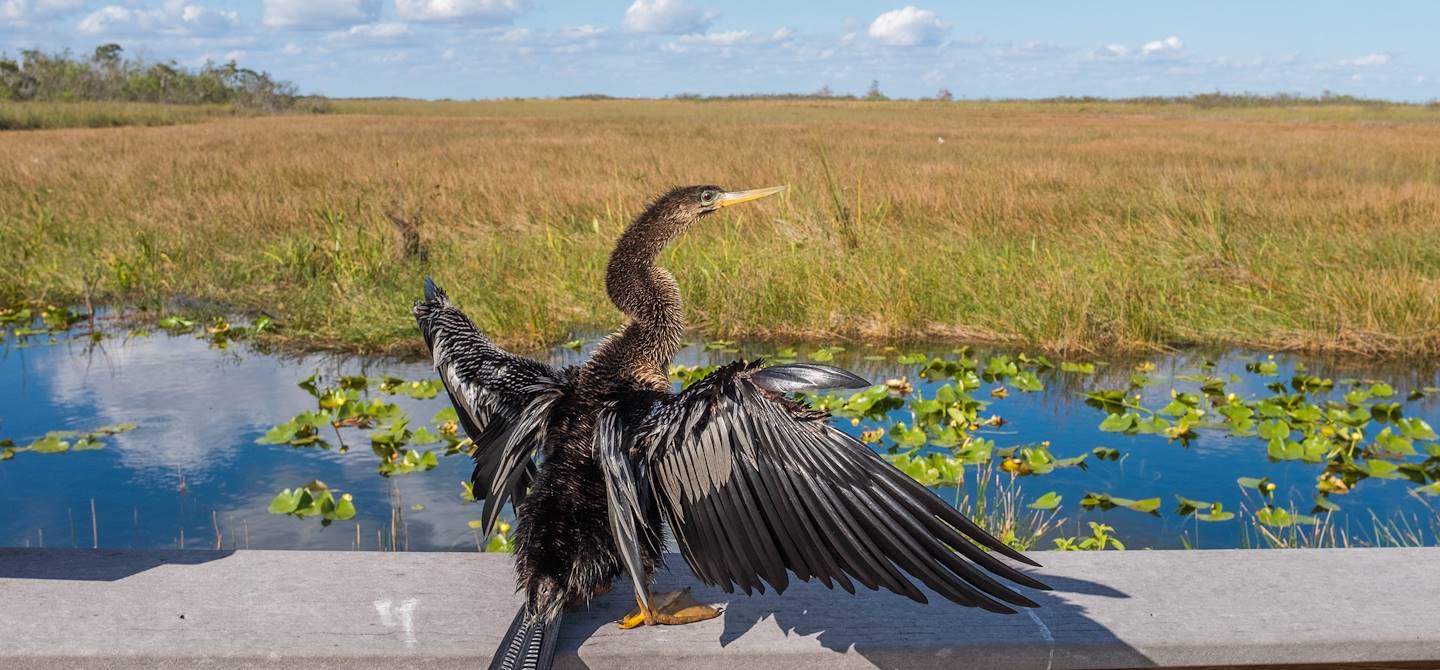 Oiseau serpent, ou Anhinga - Everglades - Floride - Etats-Unis
