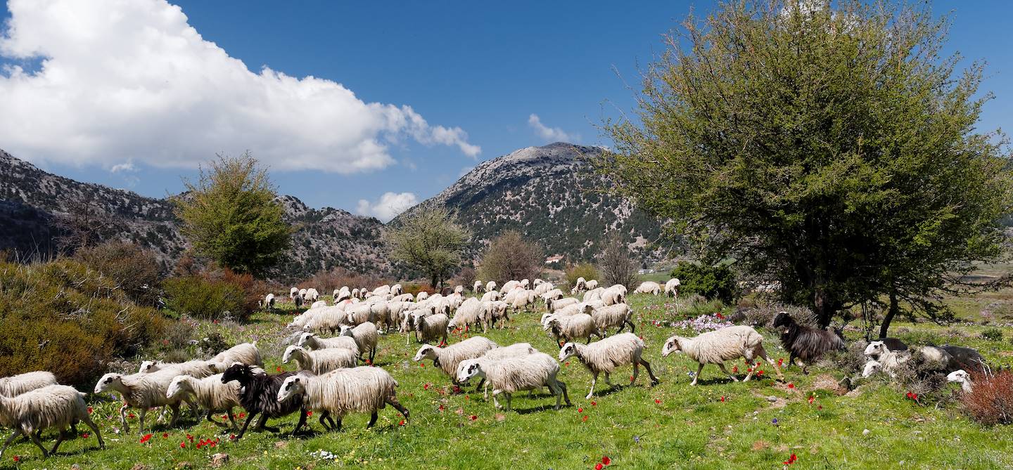 Plateau d'Omalos - Crète occidentale - Grèce