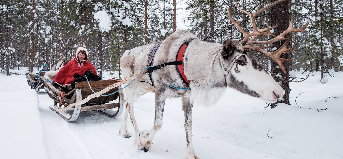 Safari en traîneau à rennes à travers la forêt - Rovaniemi - Laponie - Finlande