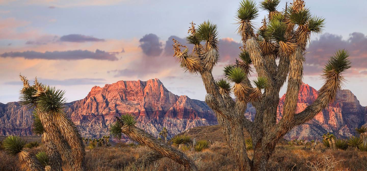 Parc National de Joshua Tree - Californie - Etats-Unis