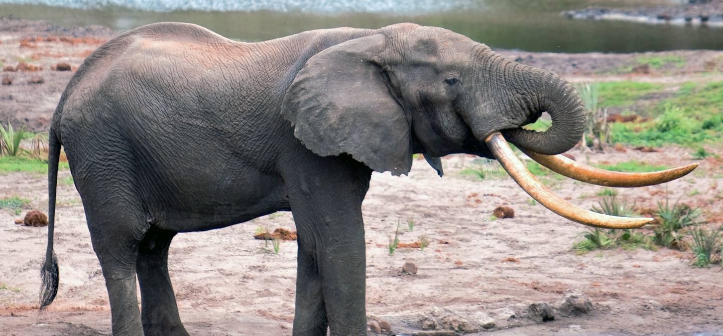 Tembe Elephant Park - Afrique du Sud