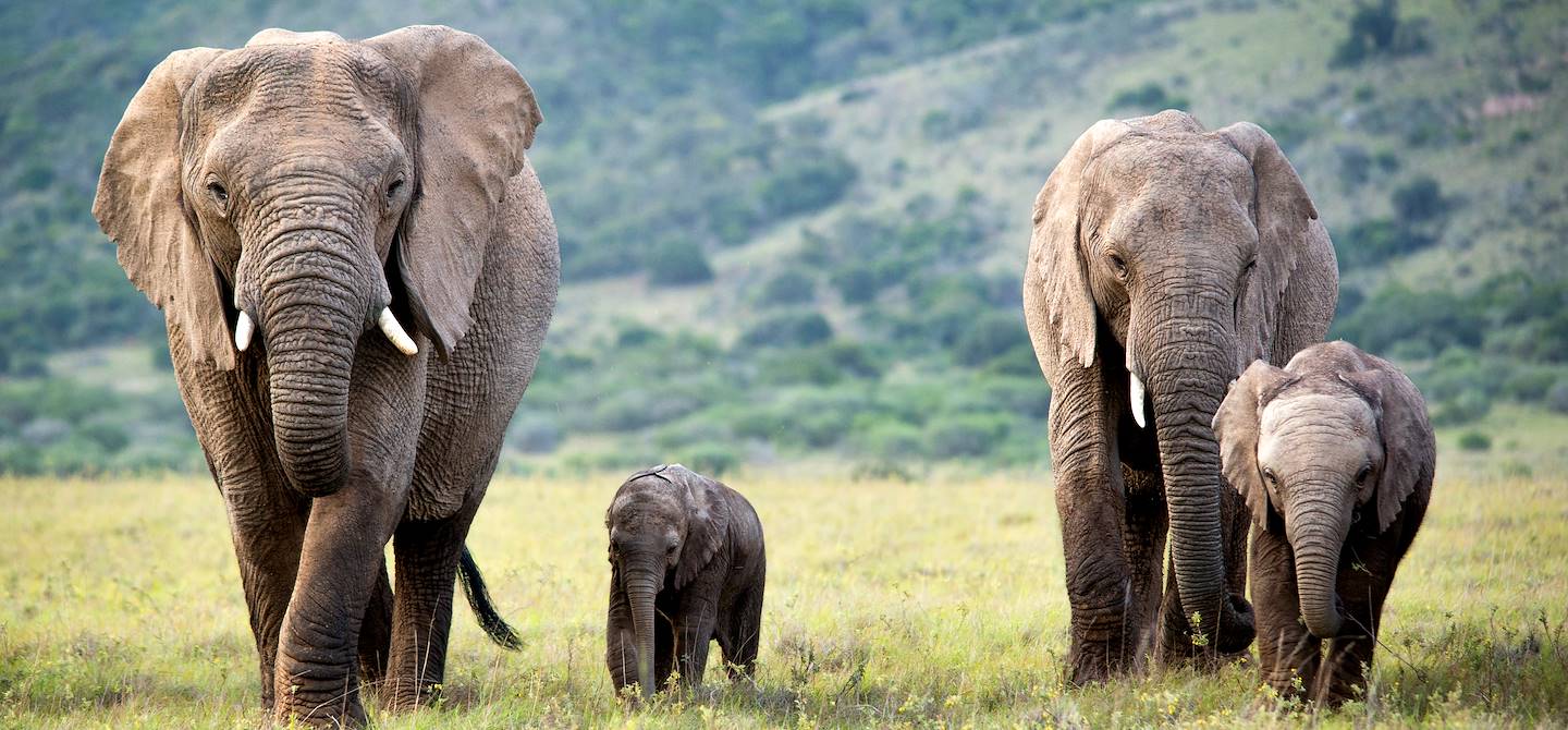 Parc national des Éléphants d'Addo - Afrique du Sud
