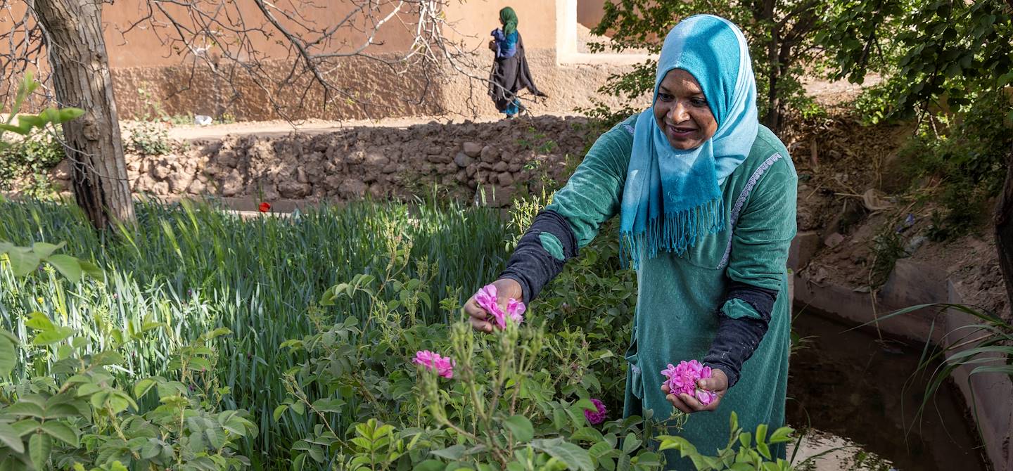 Récolte de roses à Kelaat M'Gouna - Vallée des Roses - Haut Atlas - Maroc