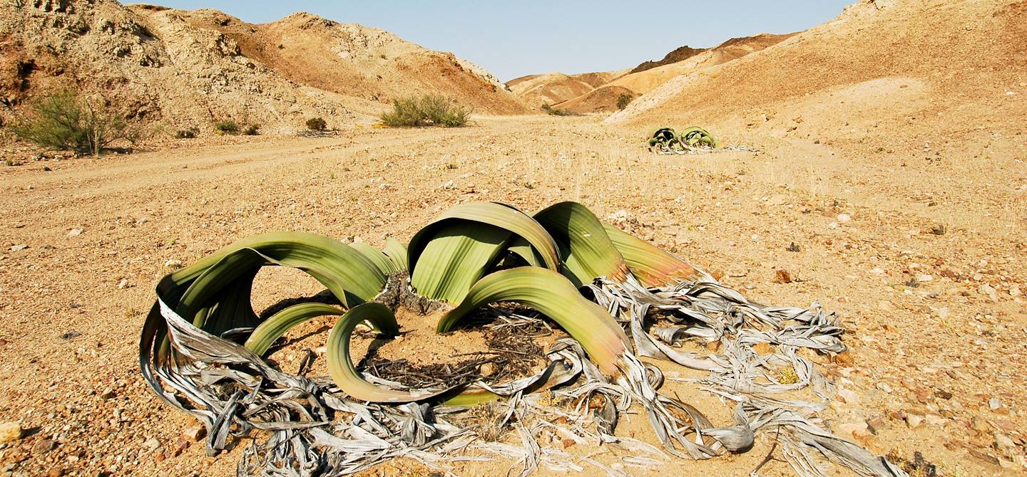 Welwitschia - Namibie