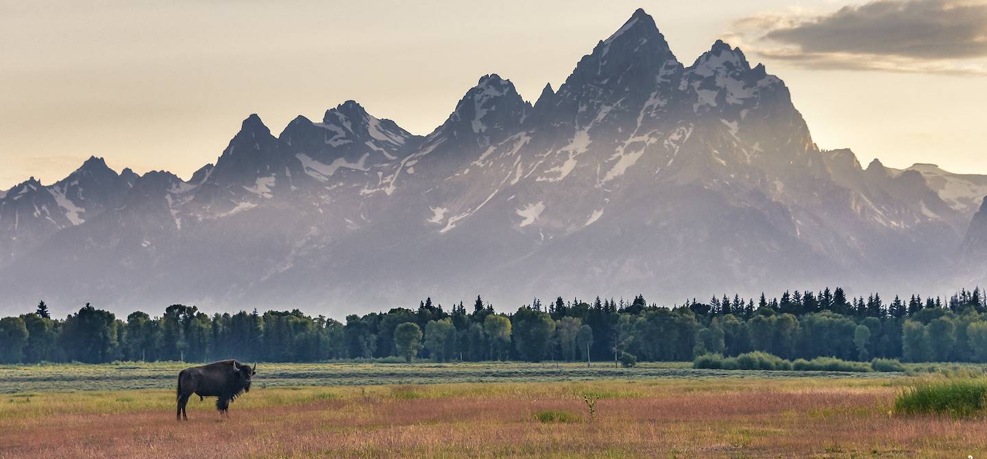 Bison dans le Grand Teton National Park - Wyoming - Etats-Unis