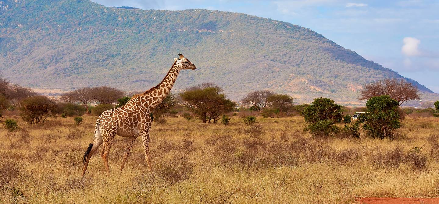 Girafe dans le parc national de Tsavo - Kenya