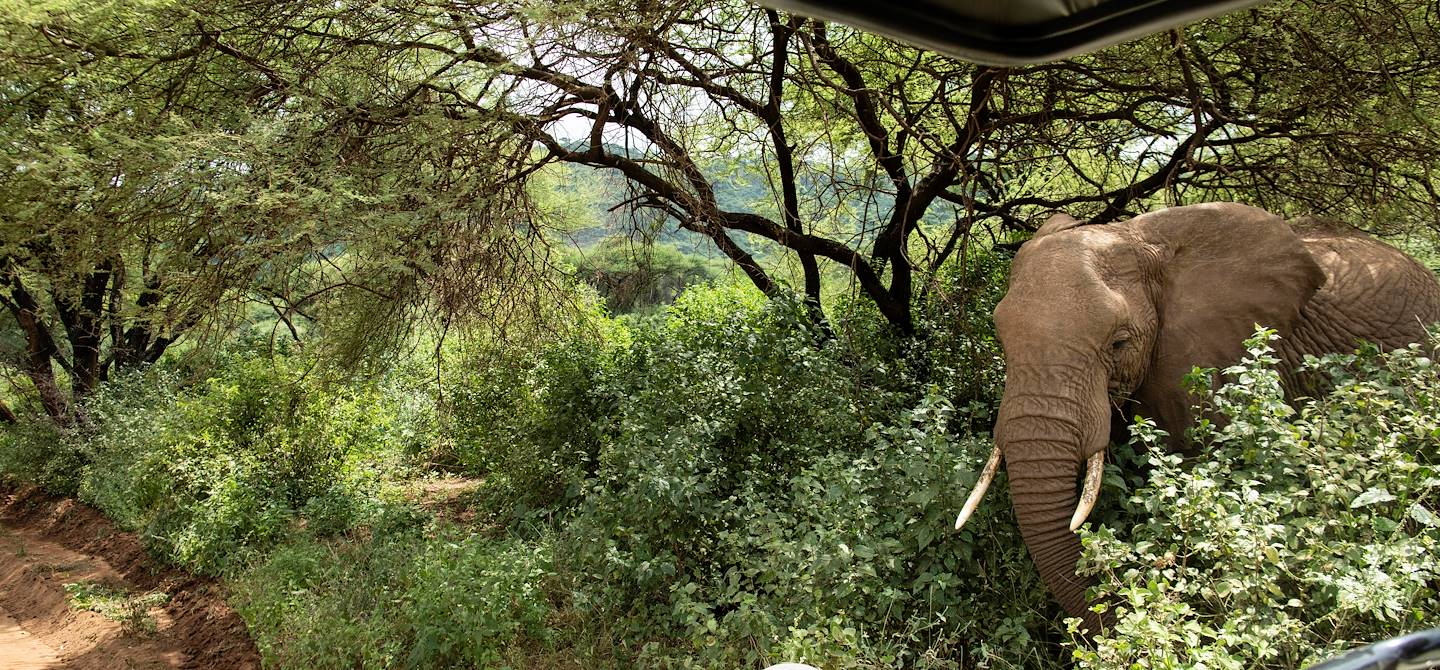 À la découverte du Parc National du Lac Manyara - Parc du Lac Manyara - Nord - Tanzanie