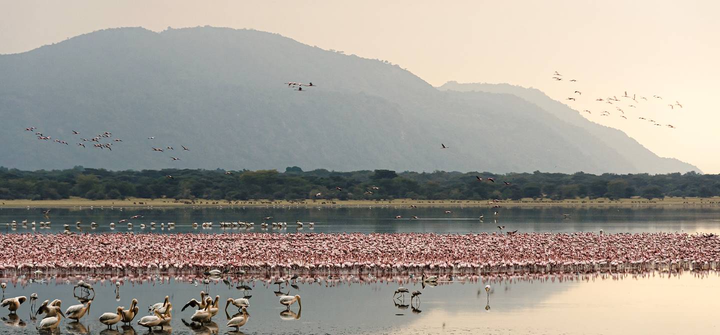 Colonie de flamants de roses dans le lac Manyara - Tanzanie