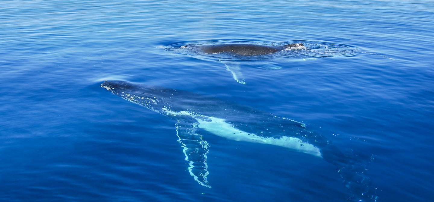 Baleines à Hervey Bay - Queensland - Australie