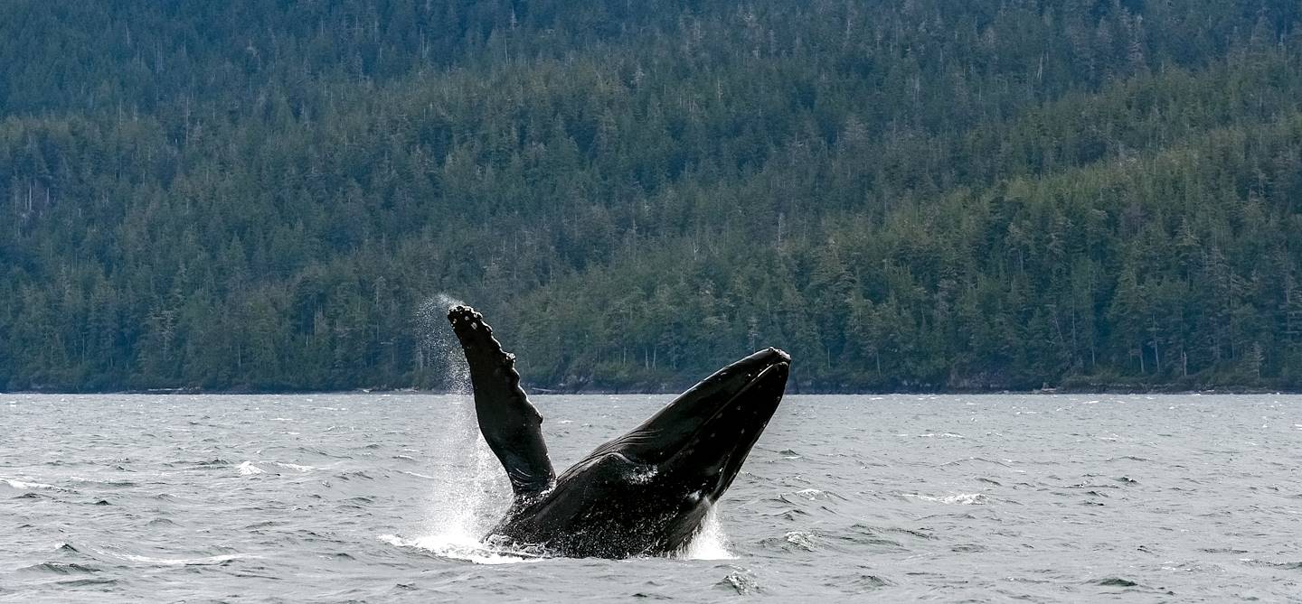 Observation de baleines à Telegraph Cove - Île de Vancouver - Canada