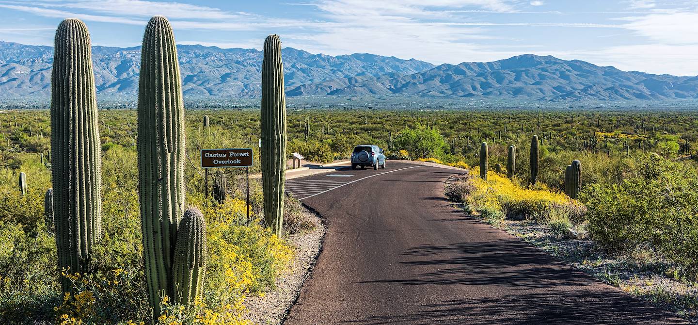 Parc national de Saguaro - Arizona - Etats-Unis