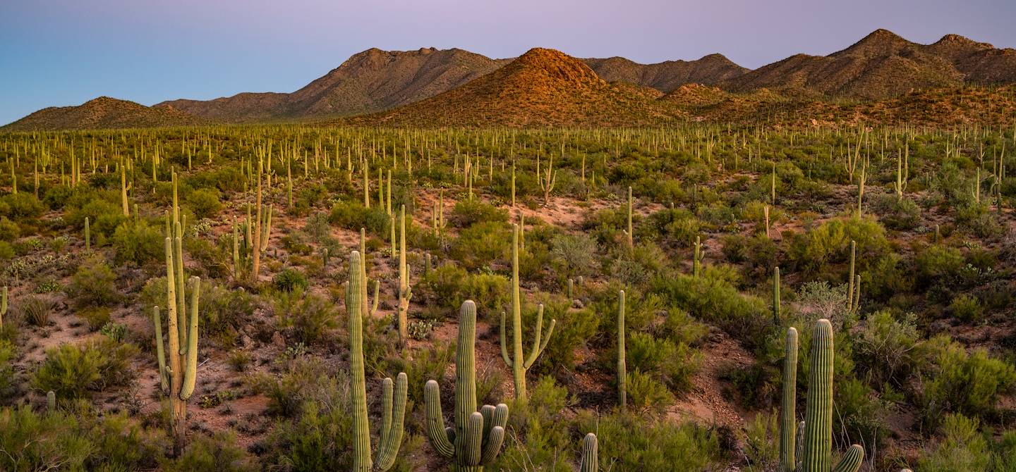 Parc National de Saguaro - Tucson - Arizona - Etats-Unis