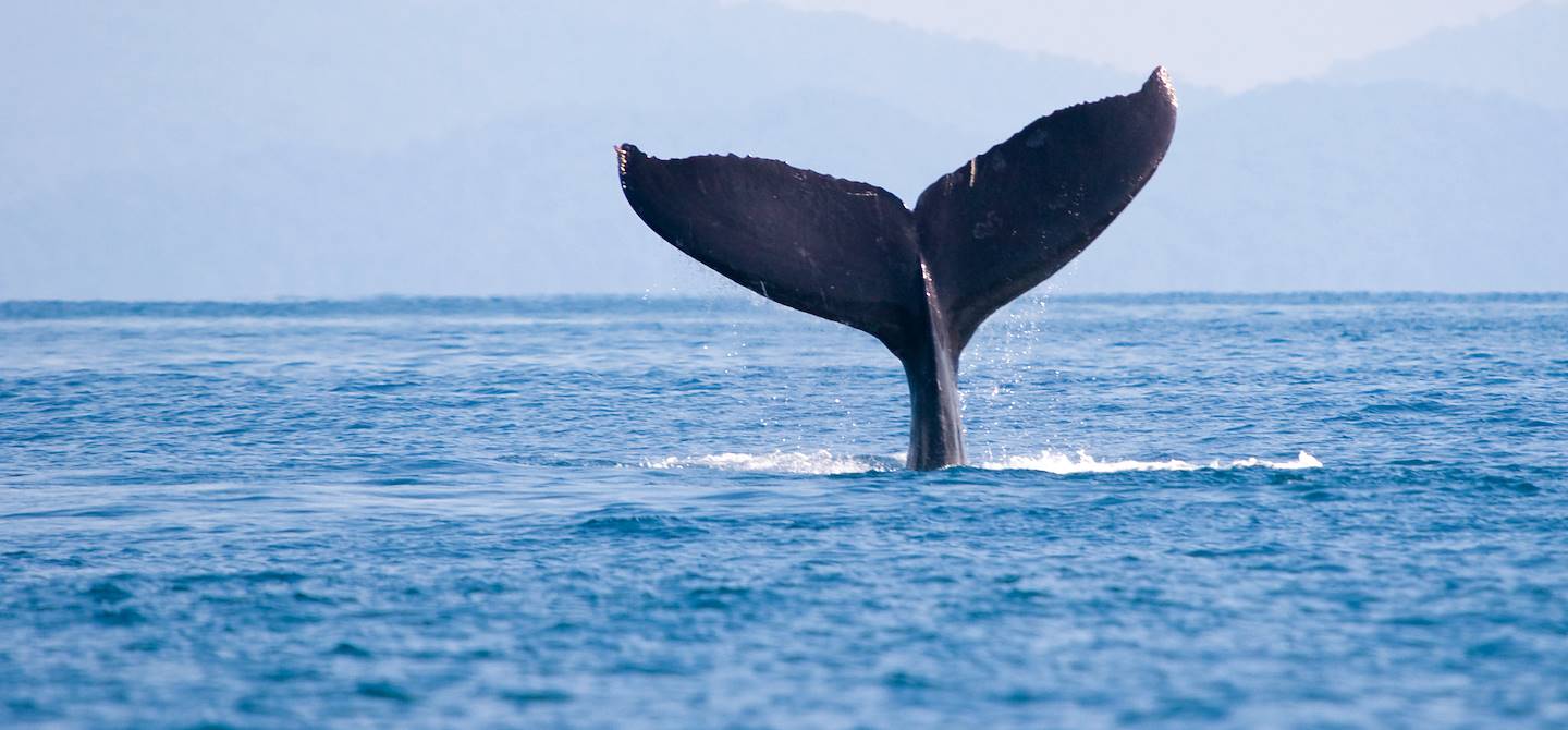 Baleine - Parc de los Quetzales - Costa Rica