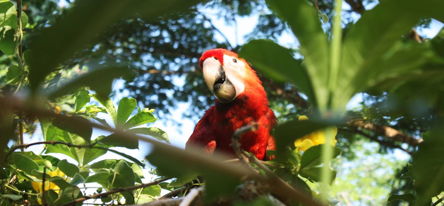 Ara dans le parc national de Carara - Costa Rica