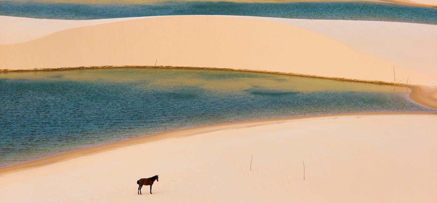 Cheval dans le désert de Lençois - Brésil
