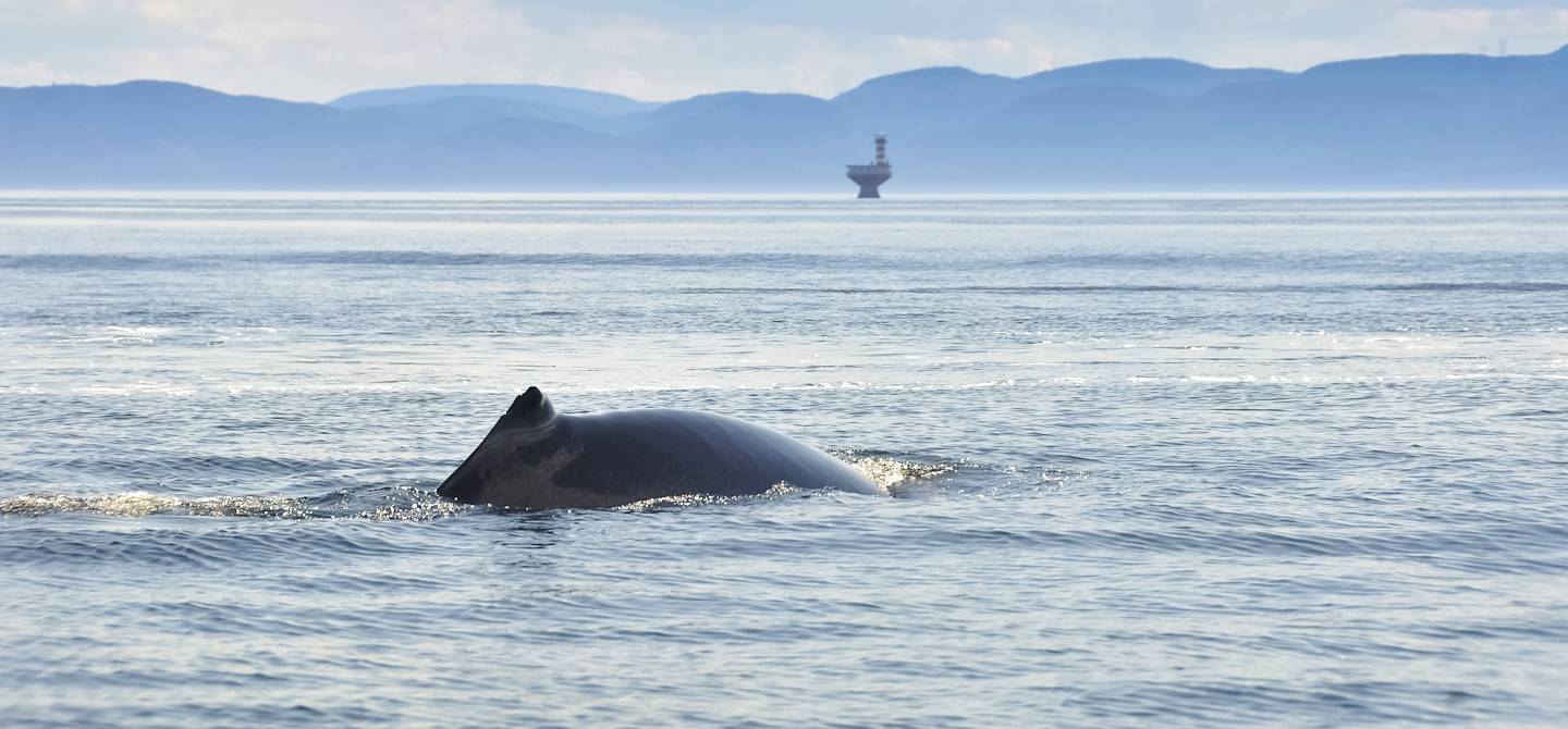 Baleine - Fleuve Saint Laurent - Canada