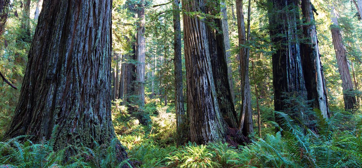 Séquoia - Mariposa Grove - Californie - Etats-Unis