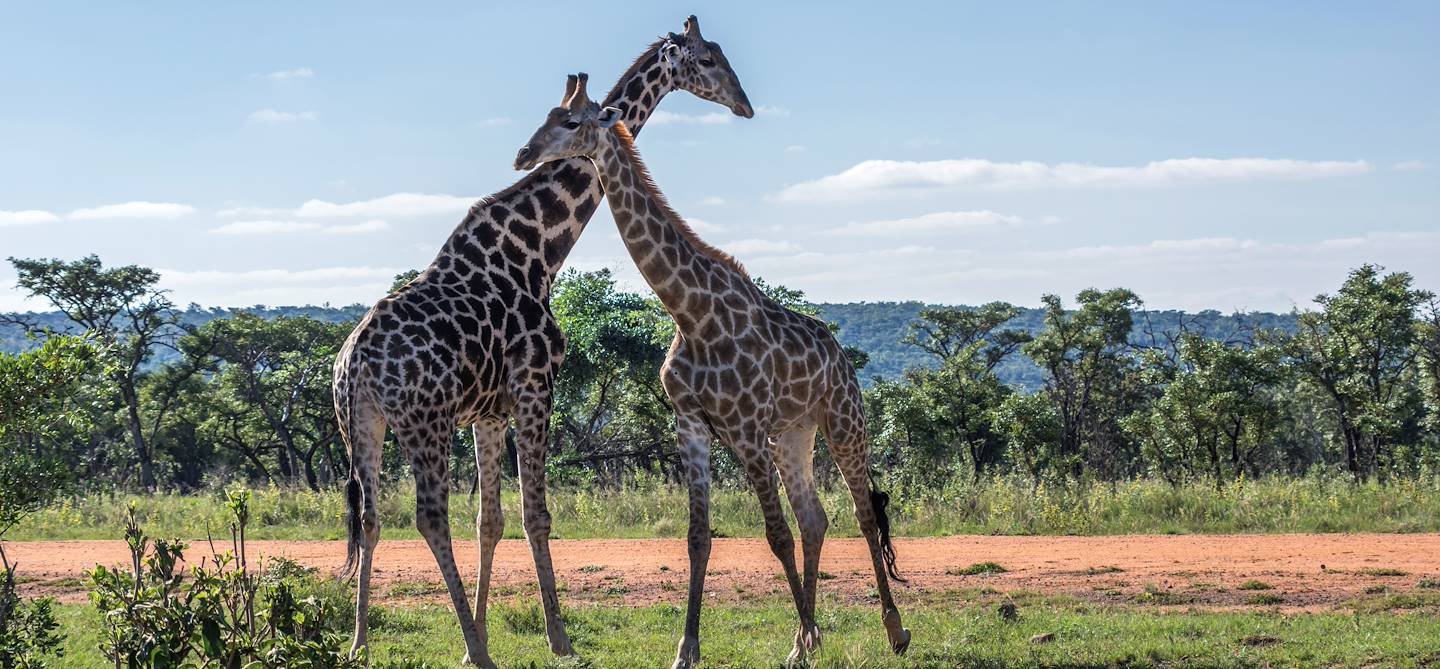 Girafes dans la Réserve de Welgevonden - Province de Limpopo - Afrique du Sud