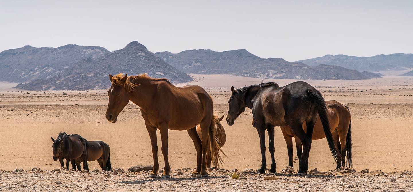 Chevaux sauvages à Garub - Namibie