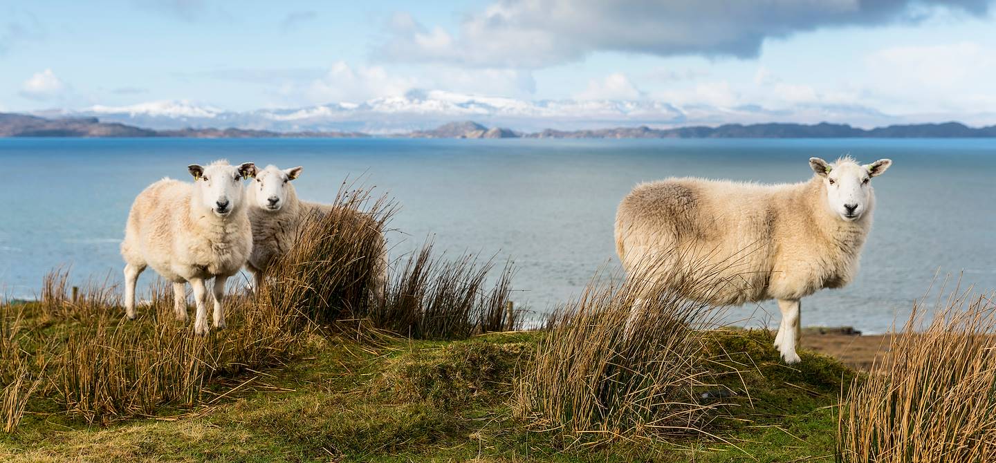 Moutons sur la péninsule d'Applecross - Ecosse - Royaume-Uni