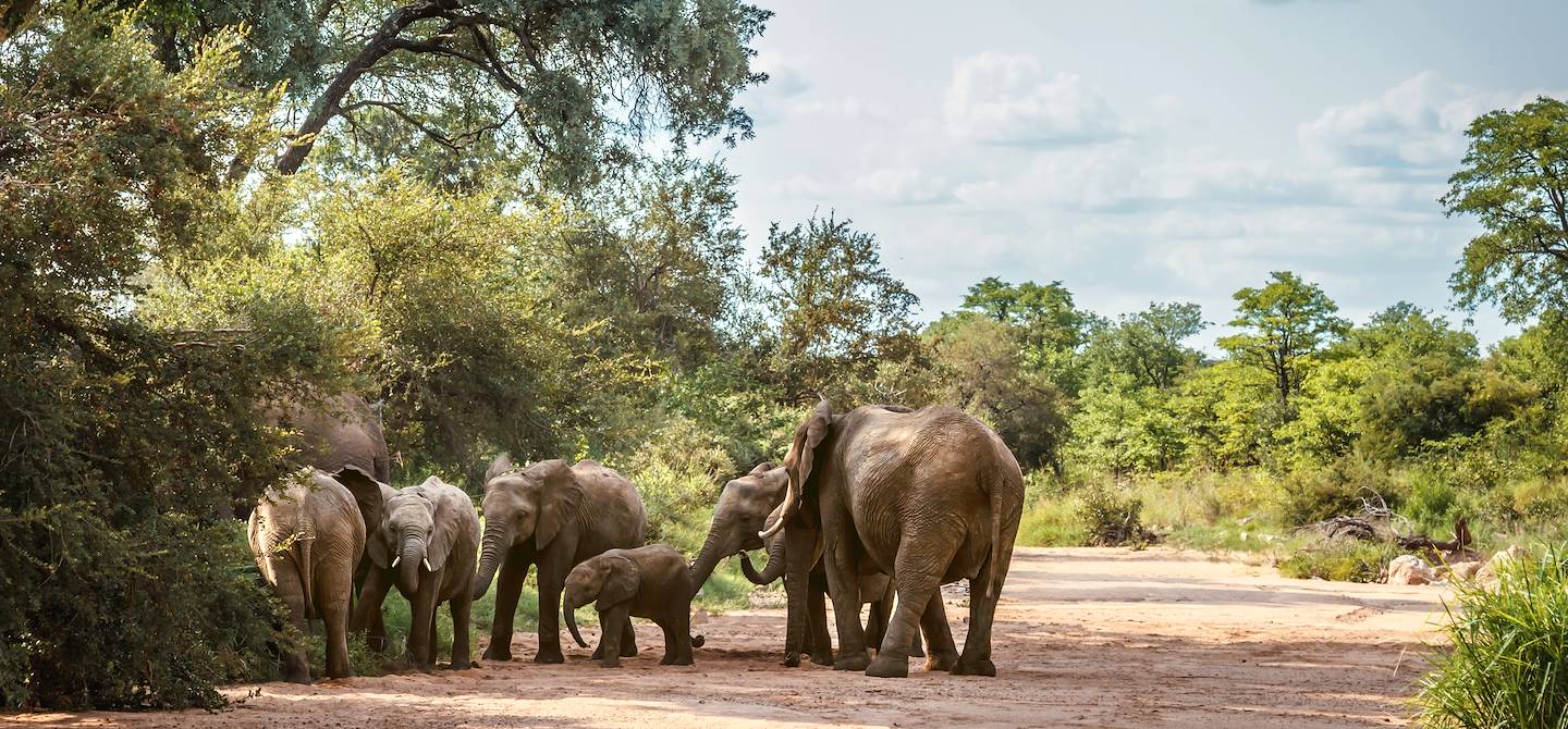Eléphants dans le parc national de Kruger - Afrique du Sud