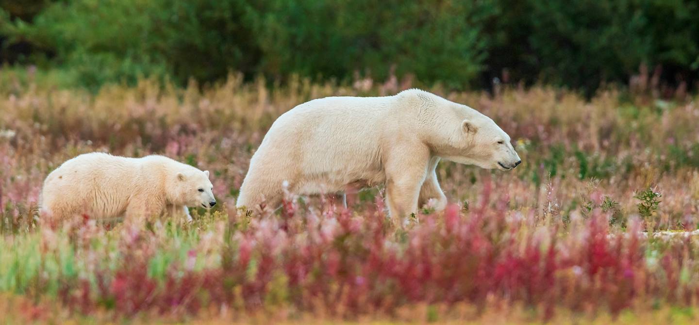 Ours polaires dans les environs de Churchill - Manitoba - Canada