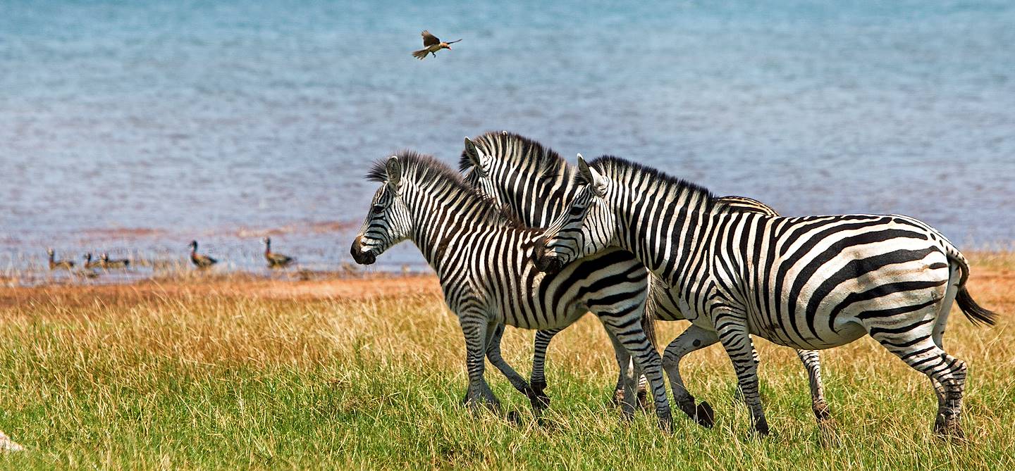 Zèbres au bord du lac Kariba - Parc national de Matusadona - Zimbabwe 