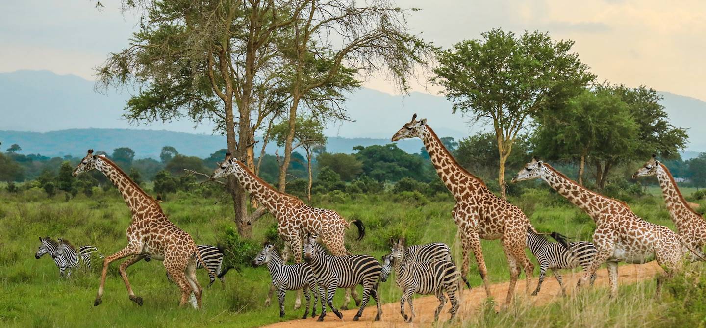Parc national de Mikumi - Tanzanie