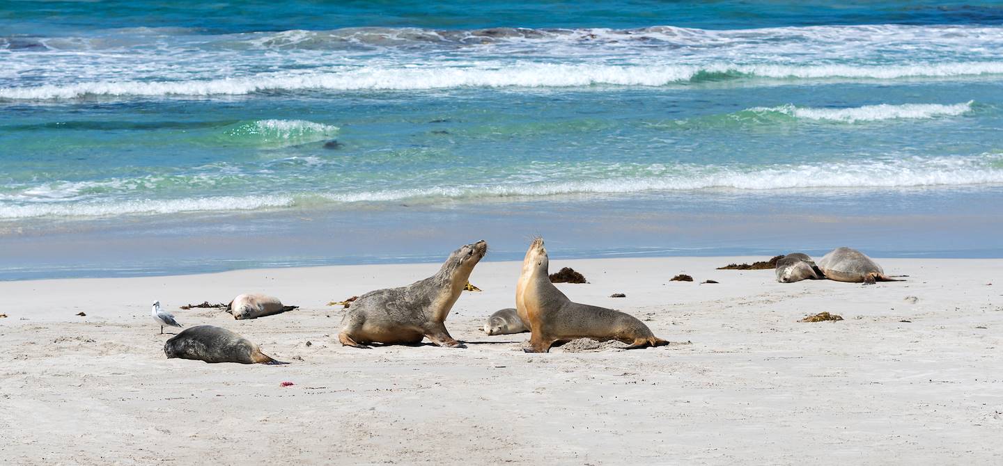 Seal Bay - Kangaroo Island - Australie