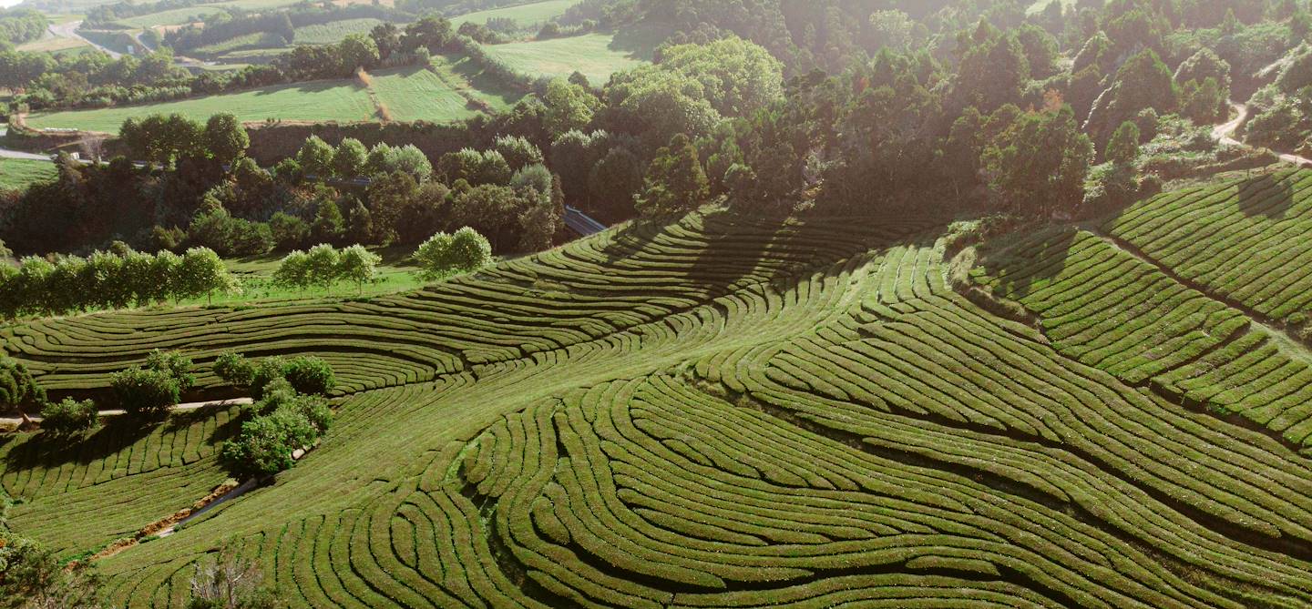 Plantation de thé à Sao Miguel - Açores - Portugal