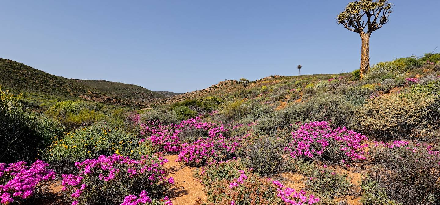 Namaqualand - Afrique du Sud