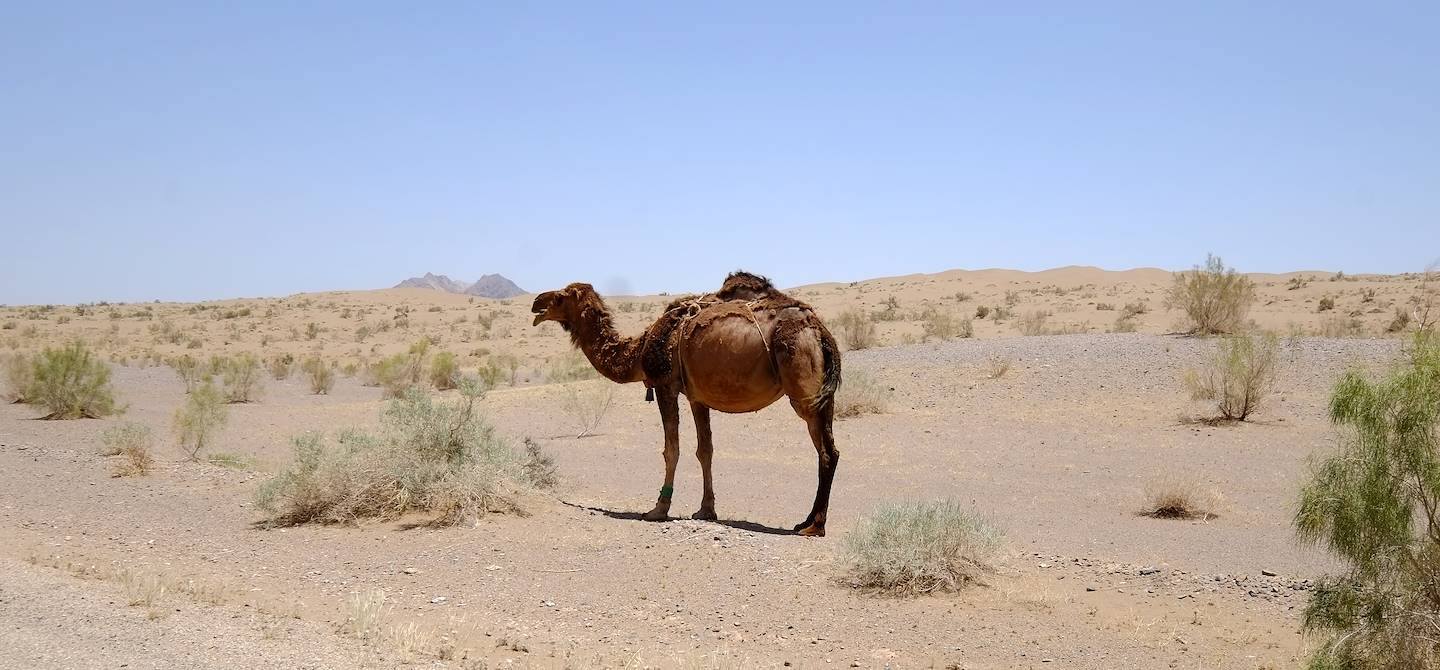 Dromadaire dans le désert Dasht-e Kavir - Province de Yazd - Iran
