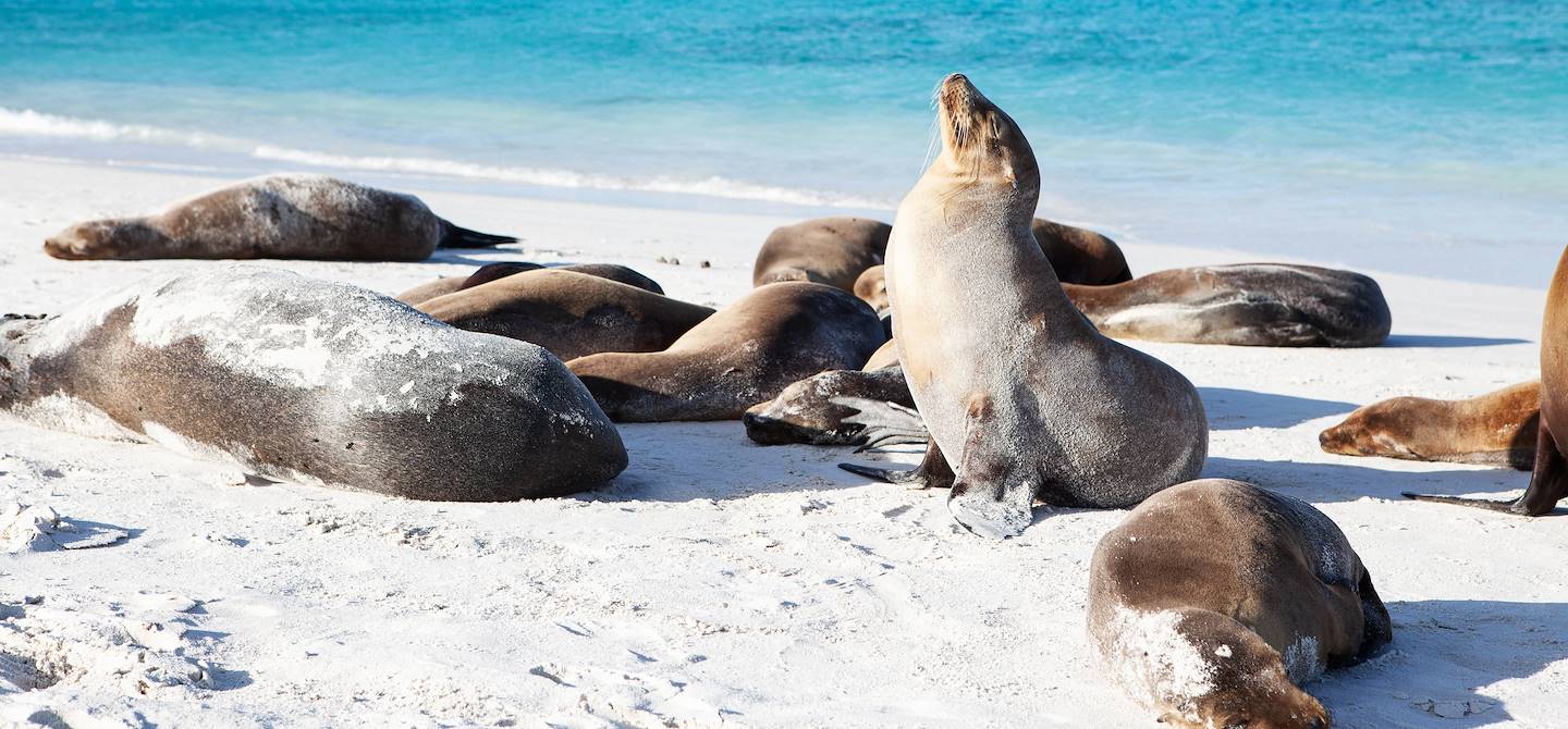 Otaries sur la plage - Ile de San Cristobal - Galapagos - Equateur