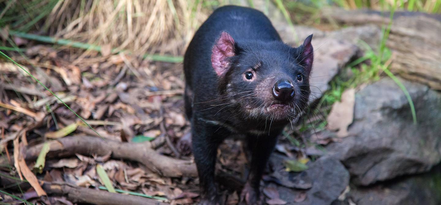 Diable de Tasmanie - Australie