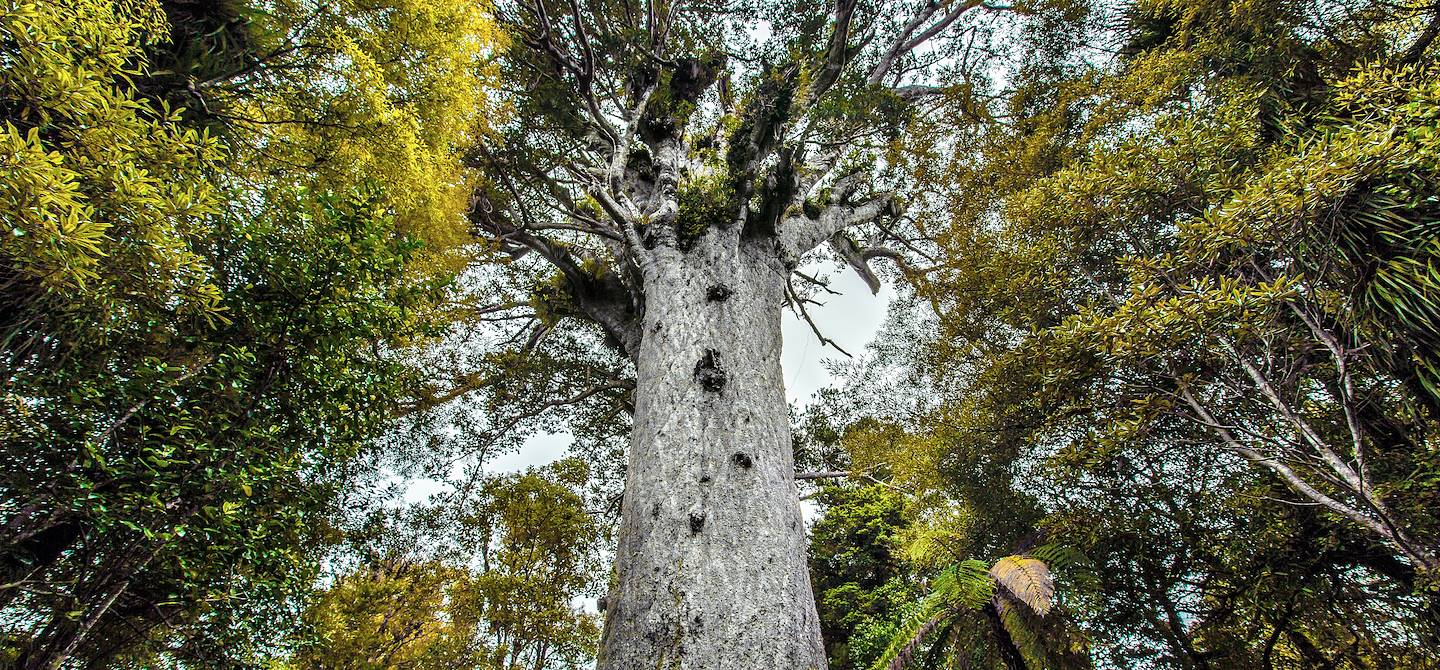 Kauri - Nouvelle-Zélande