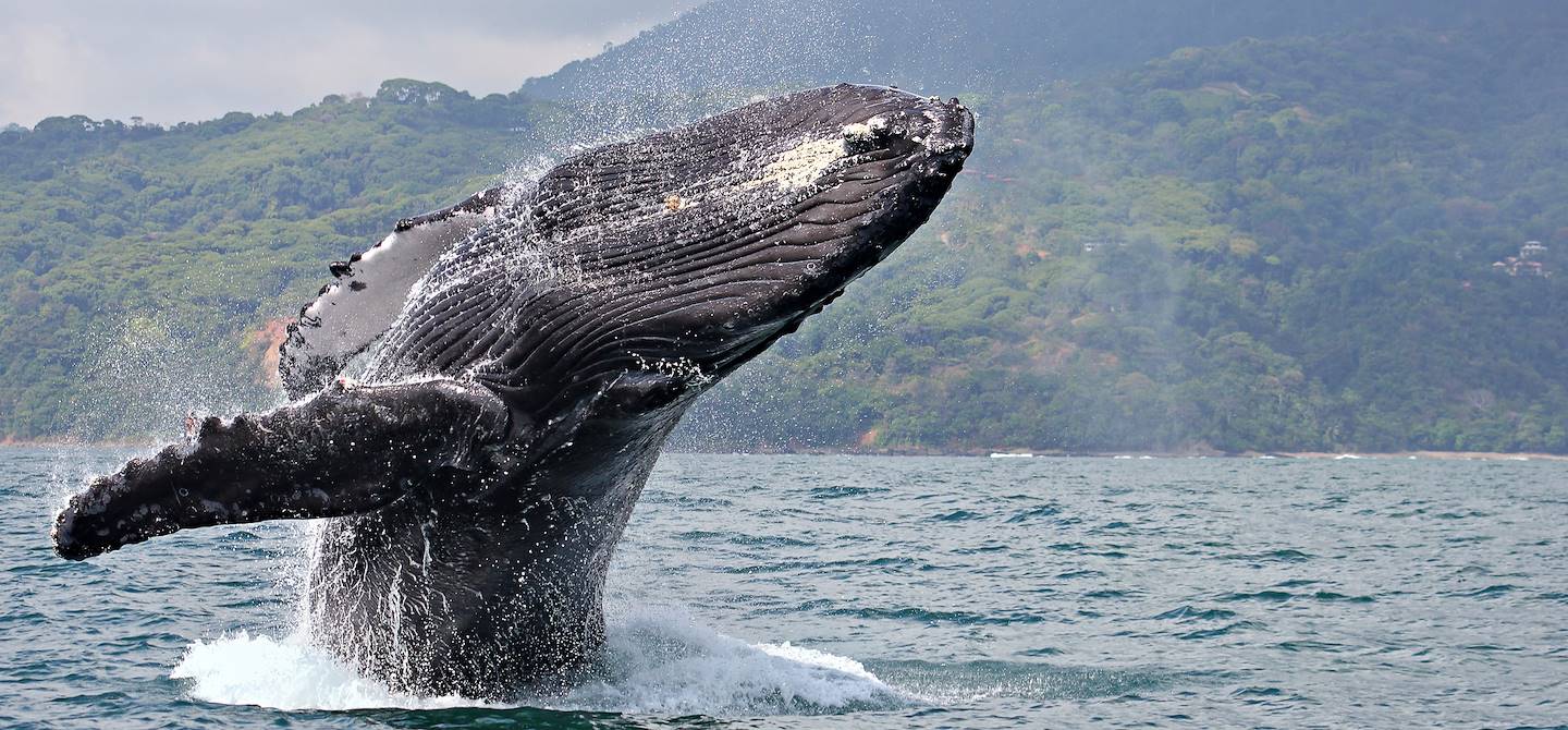 Observation des baleines - Parc National Marino Ballena - Costa Rica