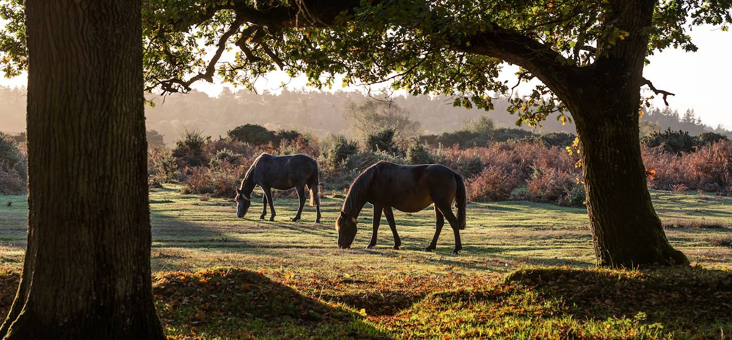 Parc National New Forest - Hampshire - Angleterre - Royaume Uni