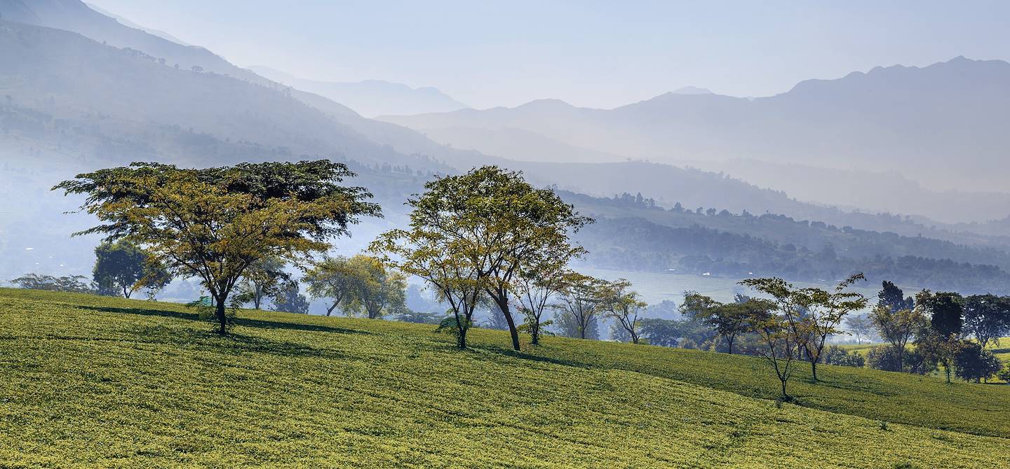 Plantations de thé de Mulanje - Malawi
