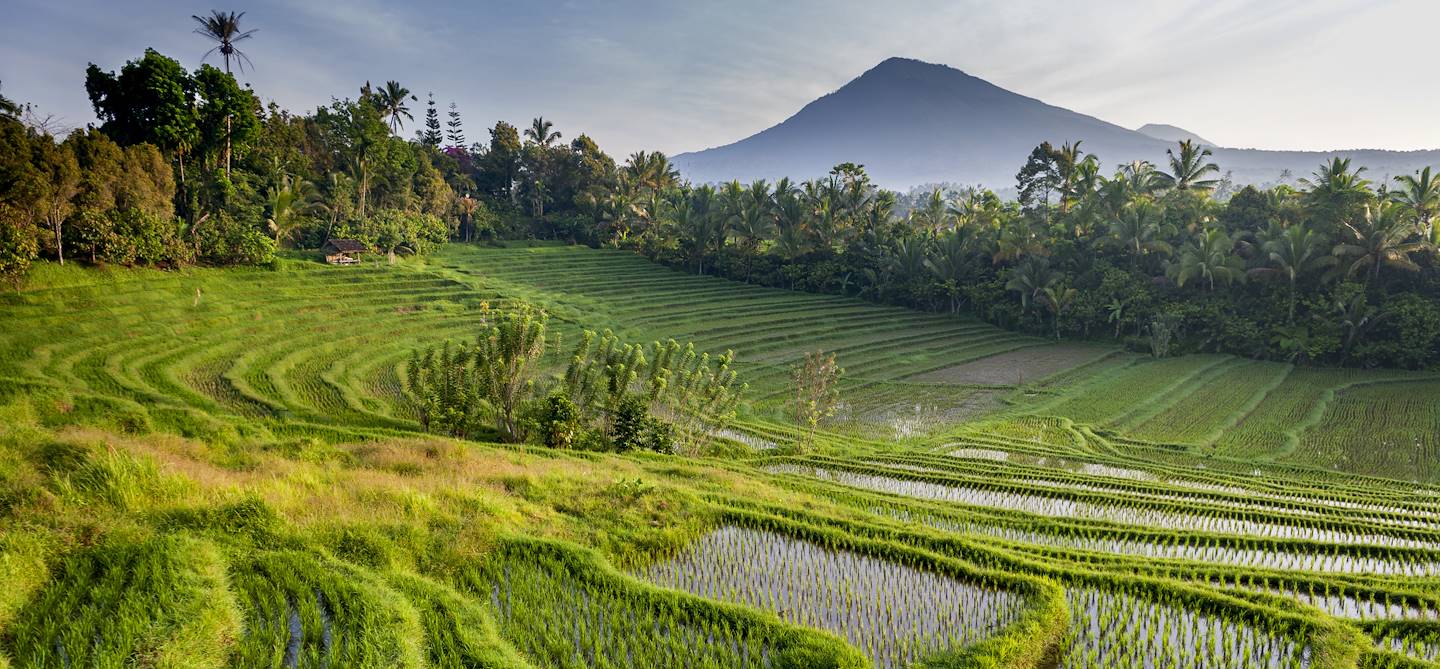 Rizières et Mont Batukaru - Wongaya Gede - Penebel - Bali - Indonésie