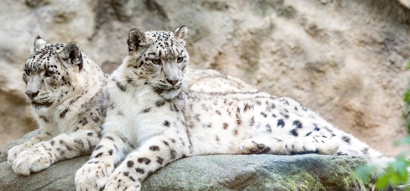Leopard des neiges - Sibérie - Russie