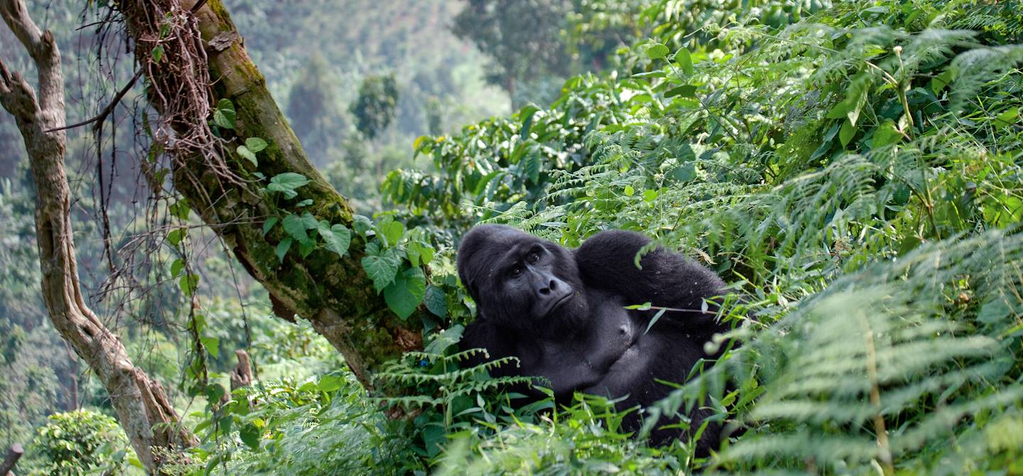 Gorille des montagnes dans la forêt l'impénétrable de Bwindi - Ouganda