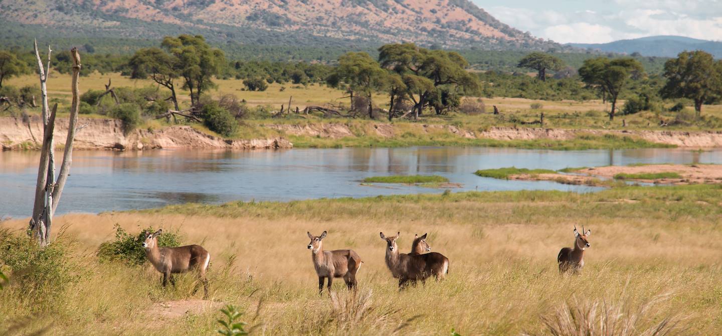 Cobes dans le parc national de Ruaha - Tanzanie