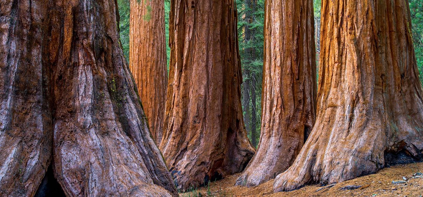Séquoia - Mariposa Grove - Californie - Etats-Unis