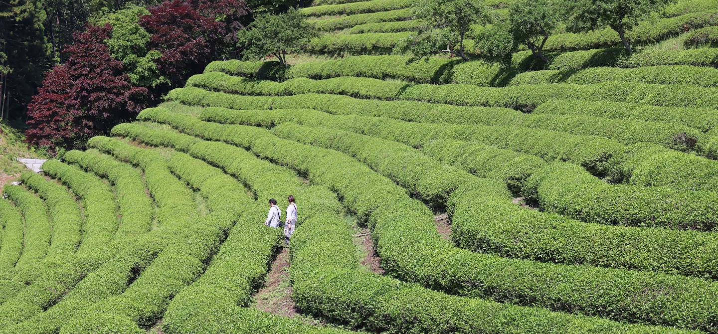 Plantations de thé de Boseong - Jeolla du Sud - Corée du Sud 