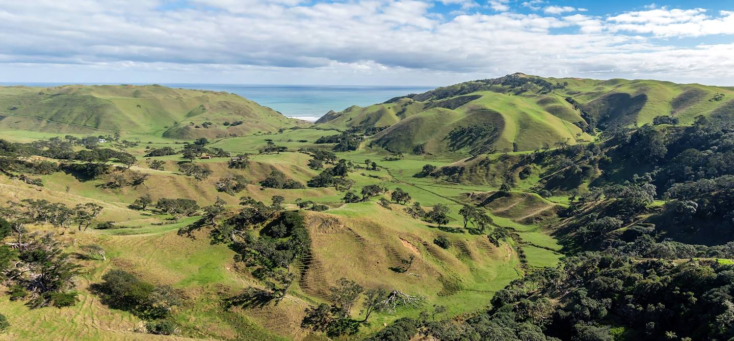 Dans les environs de Waiuku - Région d’Auckland - Nouvelle-Zélande