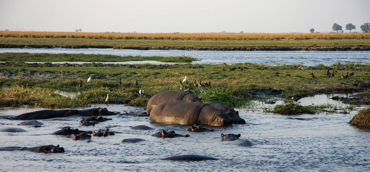 Hippopotames dans le fleuve Zambèze - Katima Mulilo - Namibie